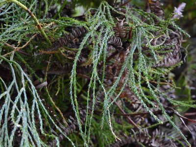 Lycopodiastrum casuarinoides, photographed by Jacy Chen