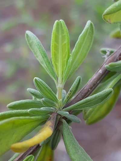 Conradina grandiflora, photographed by Alex Abair