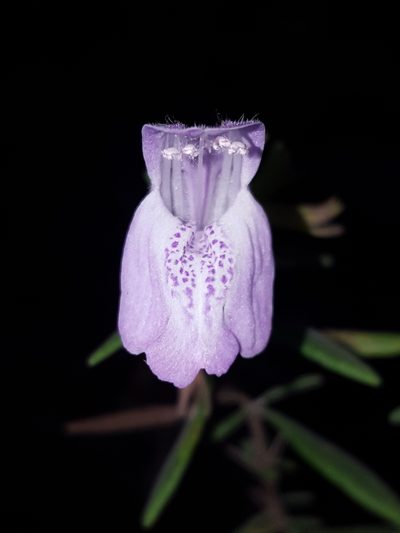 Conradina grandiflora