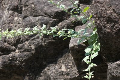 Nanorrhinum incanum, photographed by Dinesh Valke