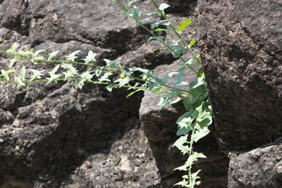 Nanorrhinum incanum, photographed by Dinesh Valke