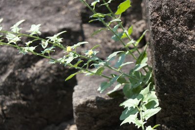 Nanorrhinum incanum, photographed by Dinesh Valke
