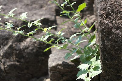 Nanorrhinum incanum, photographed by Dinesh Valke