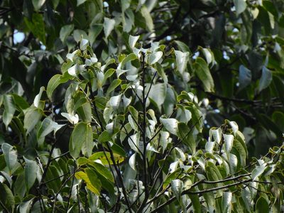 Castanopsis kawakamii, photographed by Jacy Chen