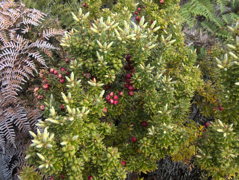 Leptecophylla robusta, photographed by Paul Bell-Butler