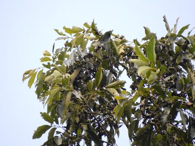 Engelhardia roxburghiana, photographed by Jacy Chen