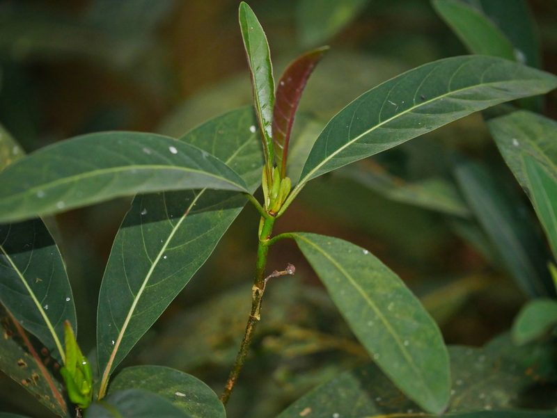 Cinchona calisaya, photographed by Jacy Chen