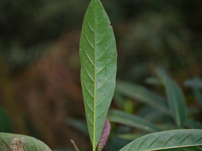 Cinchona calisaya, photographed by Jacy Chen