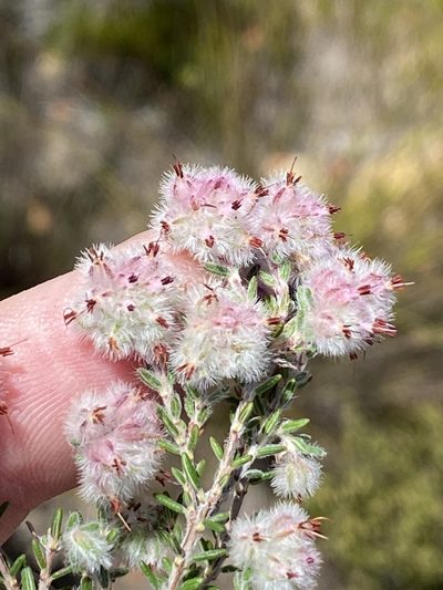 Erica pilosiflora, photographed by Dave U