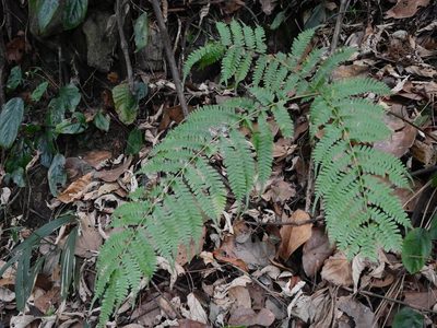 Pteris longipes, photographed by Jacy Chen
