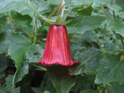 Canarina canariensis, photographed by Yves Bas
