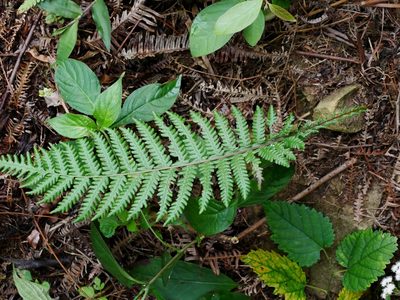 Pseudocyclosorus esquirolii, photographed by Jacy Chen