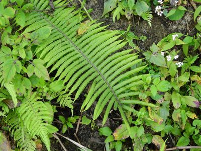 Sphaerostephanos taiwanensis, photographed by Jacy Chen