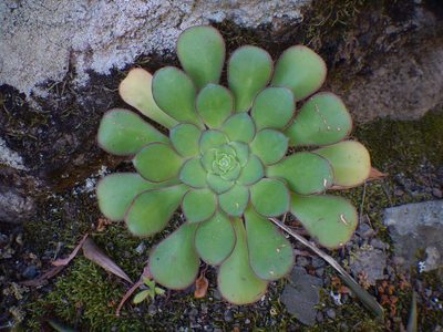 Aeonium ciliatum, photographed by Yves Bas