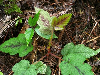 Rubus formosensis, photographed by Jacy Chen