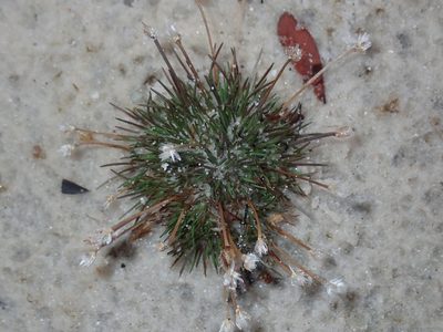 Centrolepis strigosa, photographed by Thomas Mesaglio