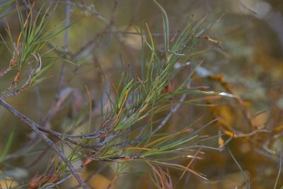 Dracophyllum subulatum, photographed by Christopher Stephens