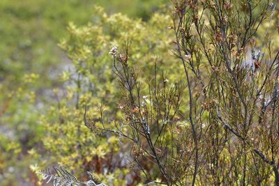 Dracophyllum subulatum, photographed by Christopher Stephens