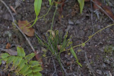 Schizaea dichotoma, photographed by Christopher Stephens