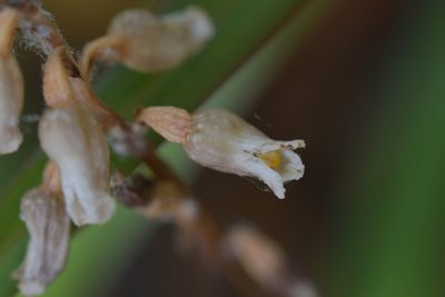 Gastrodia sesamoides, photographed by Christopher Stephens