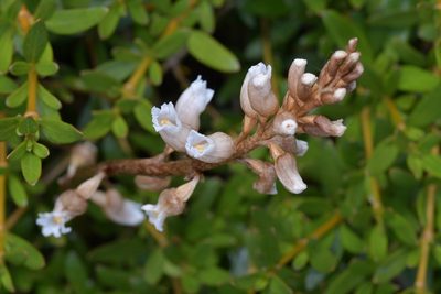 Gastrodia sesamoides, photographed by Christopher Stephens