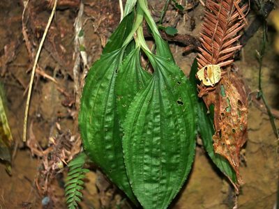 Liparis gigantea, photographed by Jacy Chen