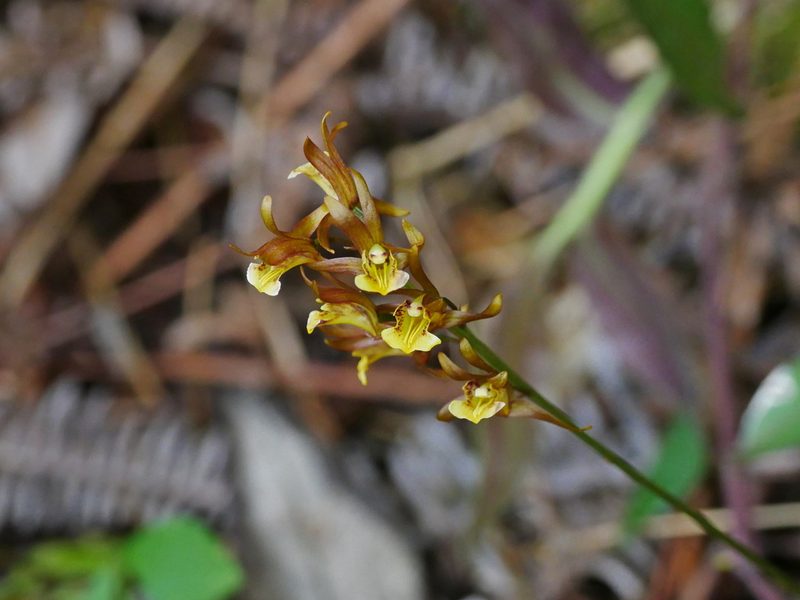 Tainia dunnii, photographed by Jacy Chen