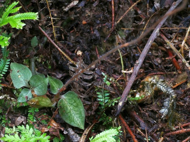 Cheirostylis cochinchinensis, photographed by Jacy Chen