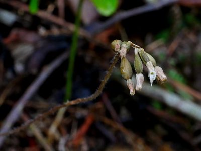 Cheirostylis cochinchinensis, photographed by Jacy Chen