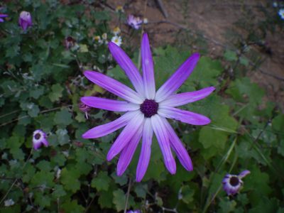 Pericallis lanata, photographed by Yves Bas