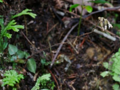 Cheirostylis cochinchinensis, photographed by Jacy Chen