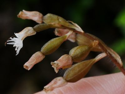 Cheirostylis cochinchinensis, photographed by Jacy Chen