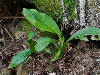 Goodyera procera, photographed by Jacy Chen