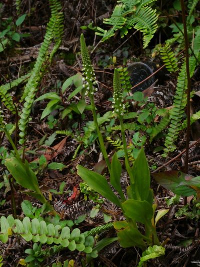 Goodyera procera, photographed by Jacy Chen