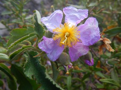 Cistus symphytifolius, photographed by Yves Bas