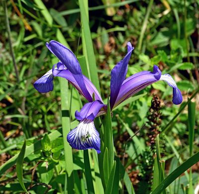 Iris sintenisii, photographed by Kostas Zontanos