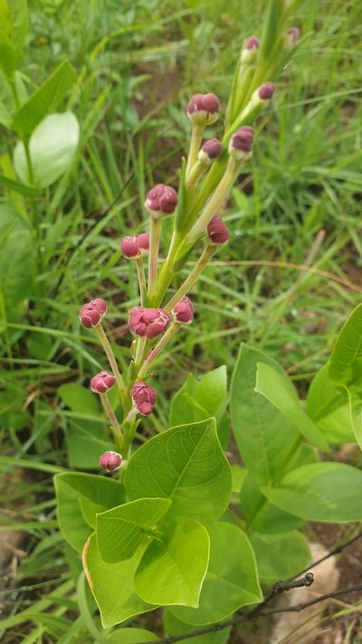 Zaluzianskya natalensis, photographed by Aaliyah Motala