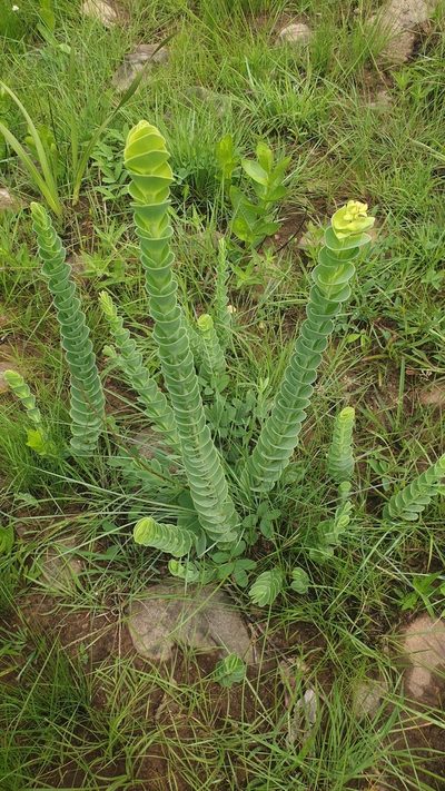 Lopholaena segmentata, photographed by Aaliyah Motala