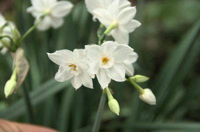 Narcissus papyraceus, photographed by Ben Costamagna