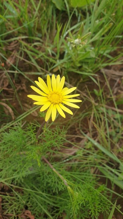 Ursinia tenuiloba, photographed by Aaliyah Motala
