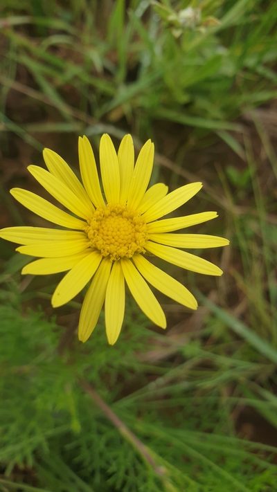 Ursinia tenuiloba, photographed by Aaliyah Motala