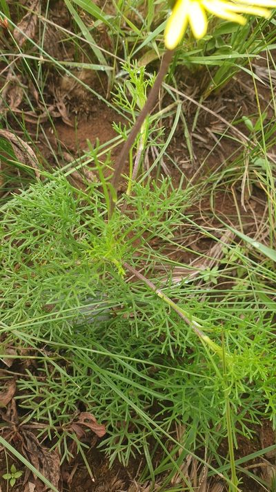Ursinia tenuiloba, photographed by Aaliyah Motala
