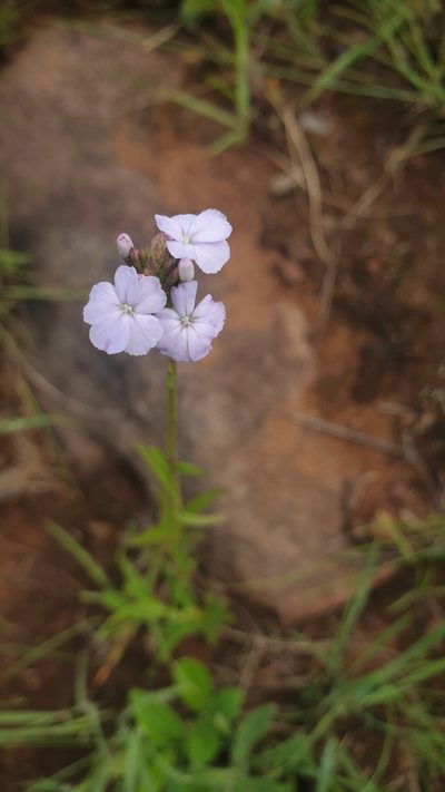 Buchnera dura, photographed by Aaliyah Motala