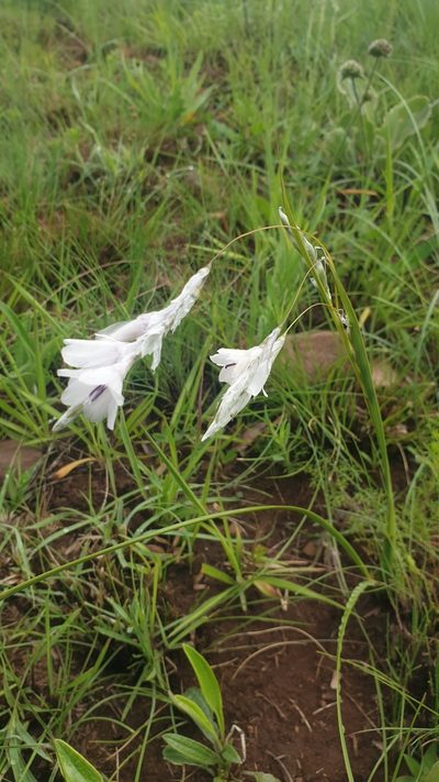 Dierama argyreum, photographed by Aaliyah Motala