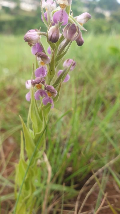 Brachycorythis pubescens, photographed by Aaliyah Motala