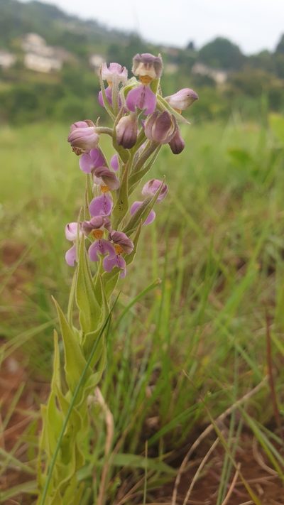Brachycorythis pubescens, photographed by Aaliyah Motala