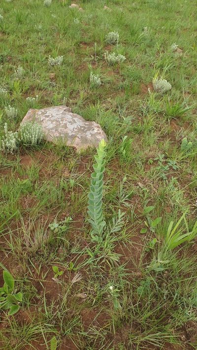 Lopholaena segmentata, photographed by Aaliyah Motala