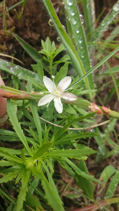 Oxygonum dregeanum, photographed by Aaliyah Motala