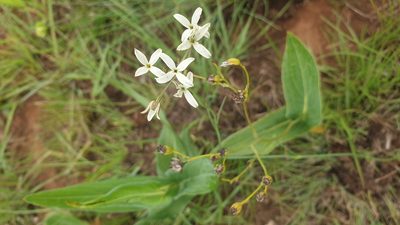 Kohautia amatymbica, photographed by Aaliyah Motala
