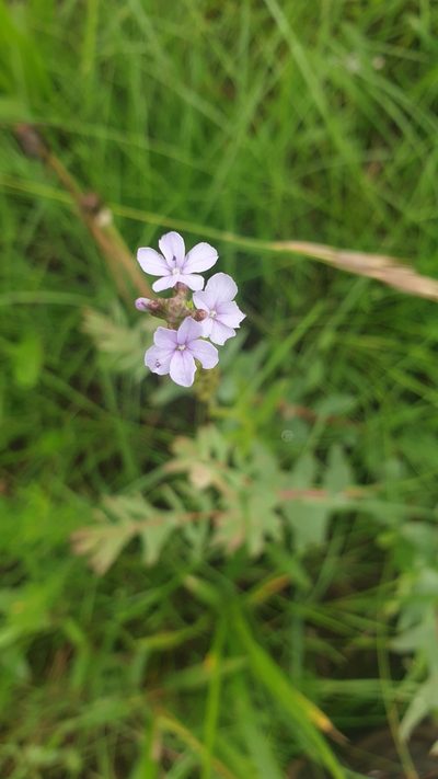 Buchnera dura, photographed by Aaliyah Motala